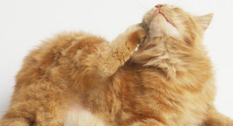 Quais são os problemas de pele de gato mais comuns?