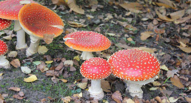 O que são habitats de fungos?