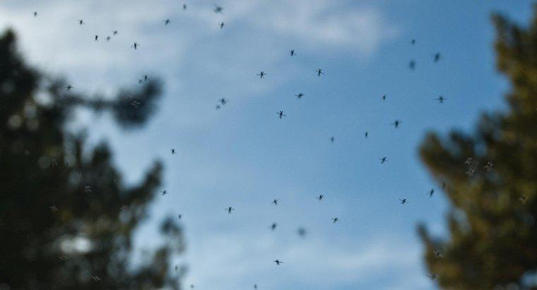 O que é um bom remédio caseiro para matar mosquitos?