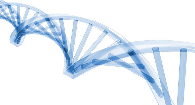 Durante qual estágio do ciclo celular ocorre a replicação do DNA?