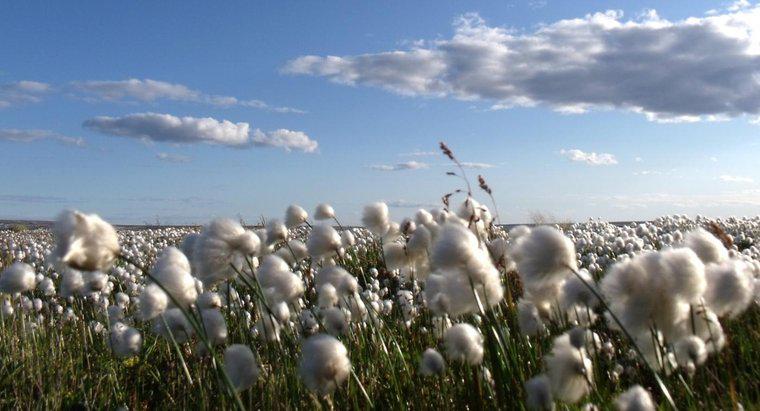 De onde o algodão se originou?