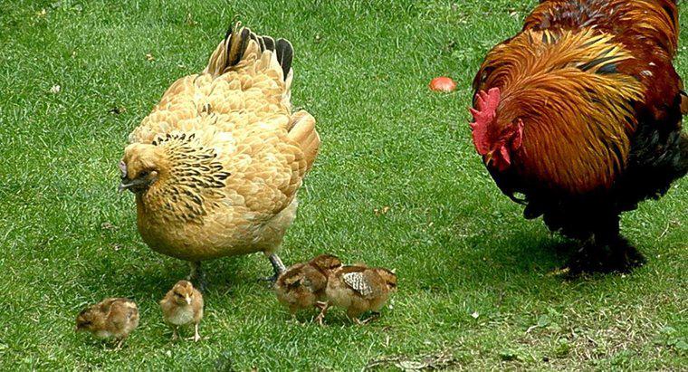 Como as galinhas engravidam?