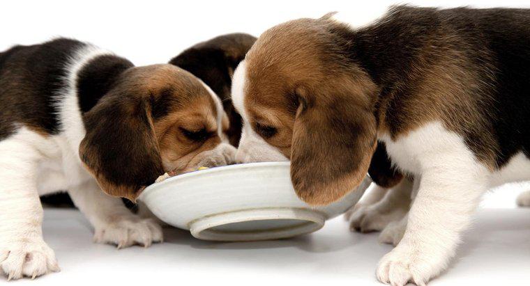 O que os Beagles comem?