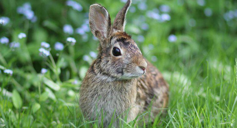 Quais os alimentos que fornecem mais nutrientes para os coelhos selvagens?