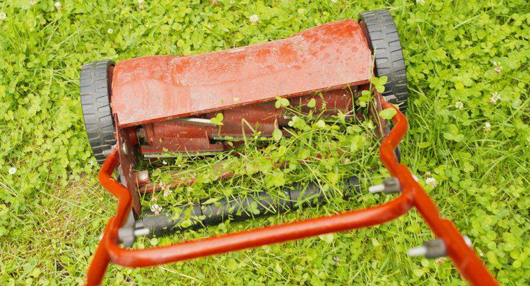 É possível livrar organicamente um gramado de trevo?