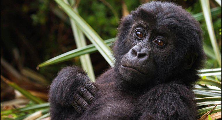 Qual é o nome científico do gorila?