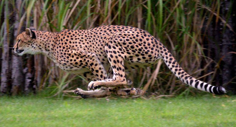Qual a velocidade de execução de um Jaguar?