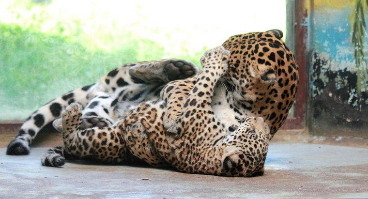 Os jaguares têm predadores?