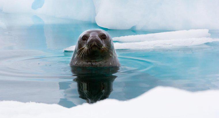 O que comem as focas de Weddell?