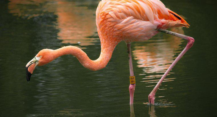 Onde vivem os Pink Flamingos?