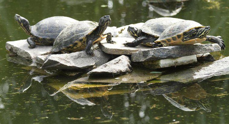 Como você pode saber a idade de uma tartaruga de agarramento?