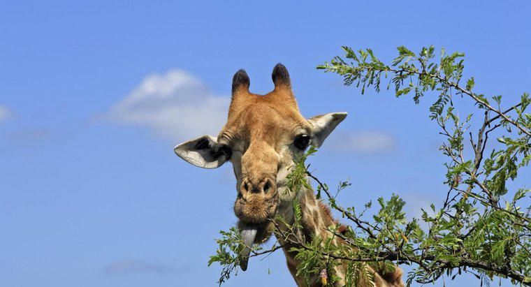 O que as girafas comem?