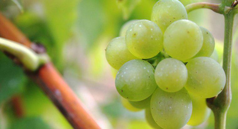 Quanto tempo as uvas permanecem frescas?