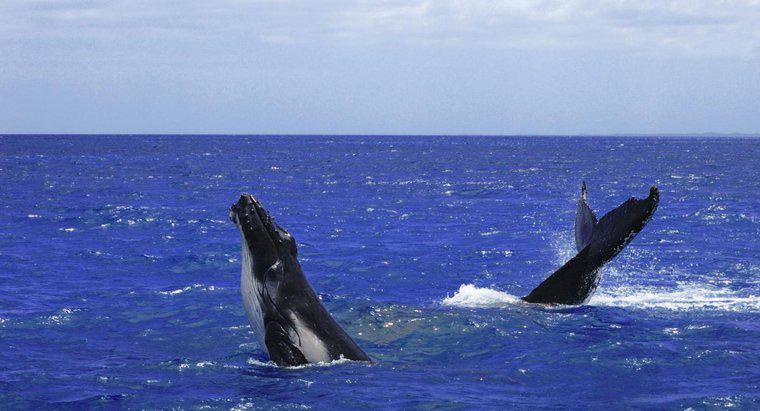 Qual é o substantivo coletivo para um grupo de baleias?