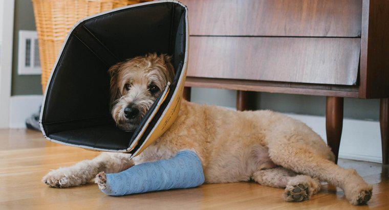 Como você pode saber se seu cachorro tem uma perna quebrada?