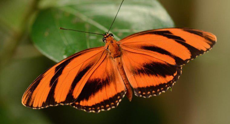 Uma borboleta é um invertebrado?