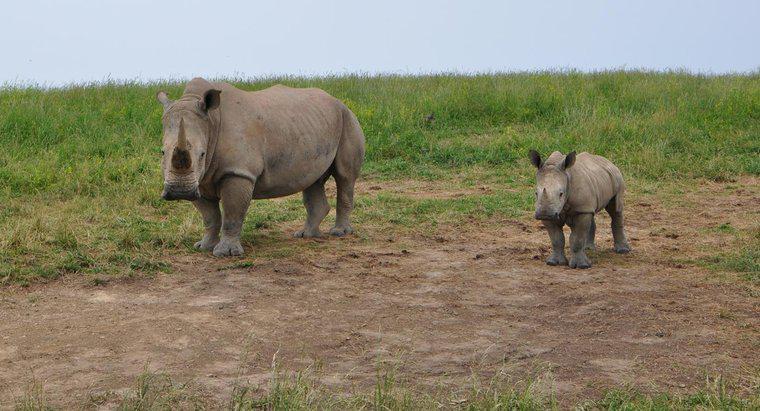 Quanto pesa um bebê Rhino?