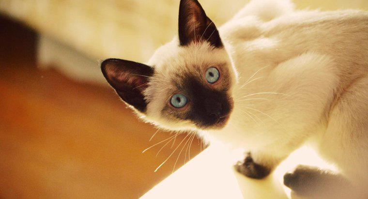 Quais são algumas características dos gatos Siamese Mix?