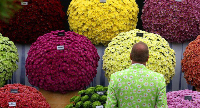 Qual é a diferença entre mães de jardim e mães de florista?