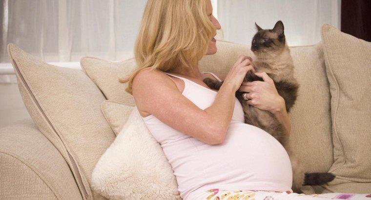 Os gatos podem sentir a gravidez em humanos?