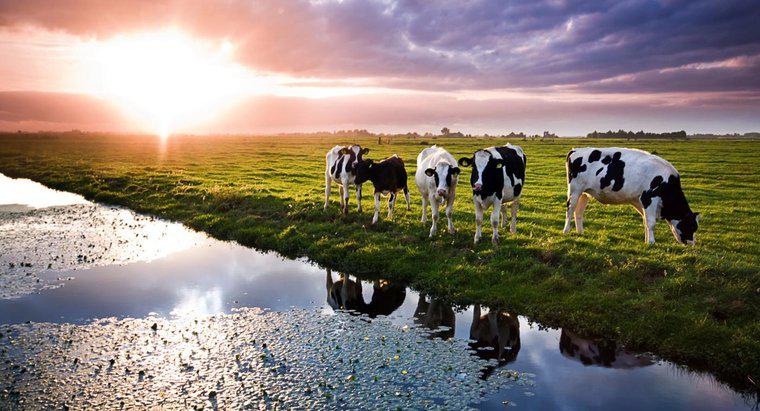 Quanta água uma vaca bebe por dia?