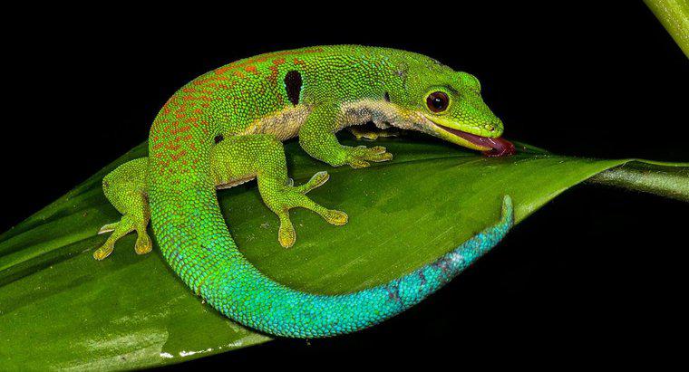 Qual é a vida útil de um lagarto?