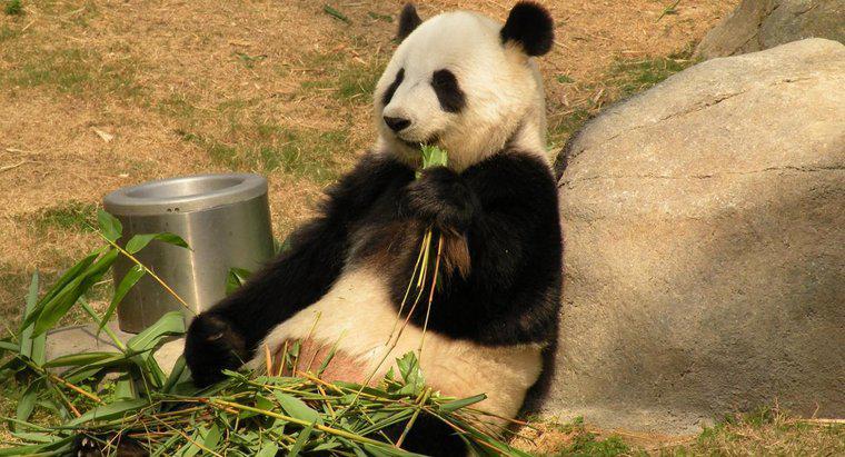 Quanto tempo vivem os pandas gigantes?