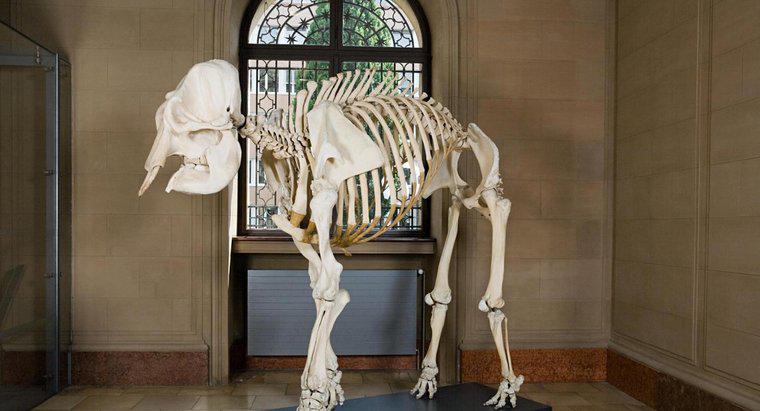 Quantos ossos há em um esqueleto de elefante africano?
