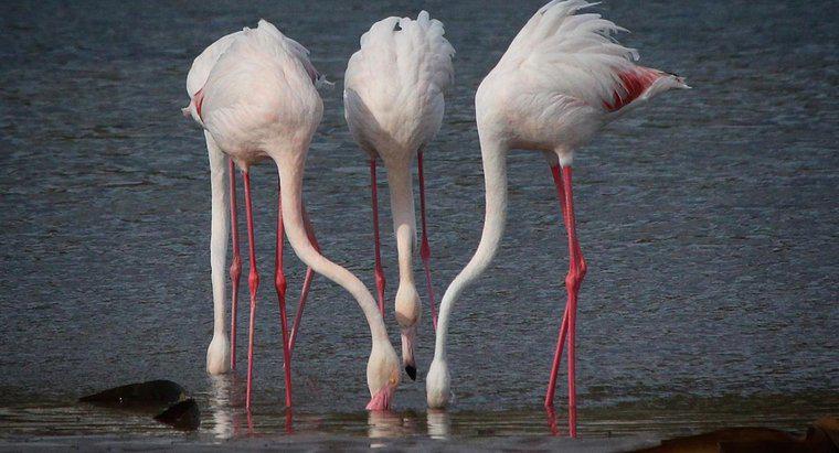 O que os flamingos comem?