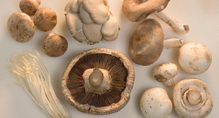 Quais são os diferentes tipos de cogumelos?