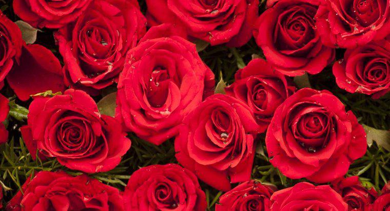 Qual é o melhor poema insultuoso do Dia dos Namorados "Rosas são vermelhas"?