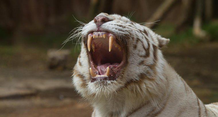 O que os tigres brancos comem?