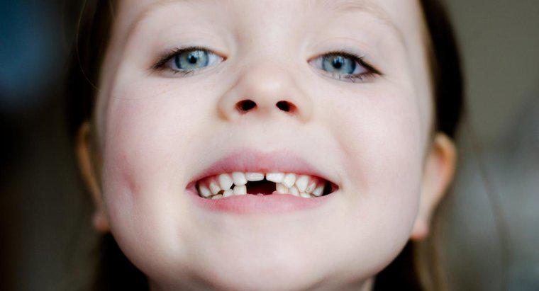 Qual é a função de um dente incisivo?