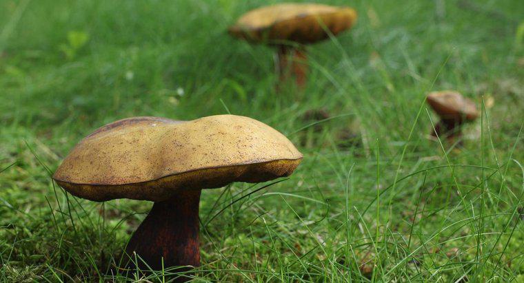 Qual é a classificação científica dos cogumelos?