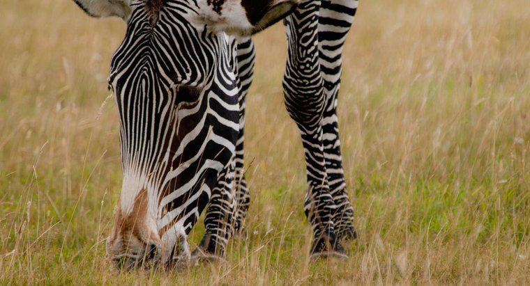 O que as zebras comem?