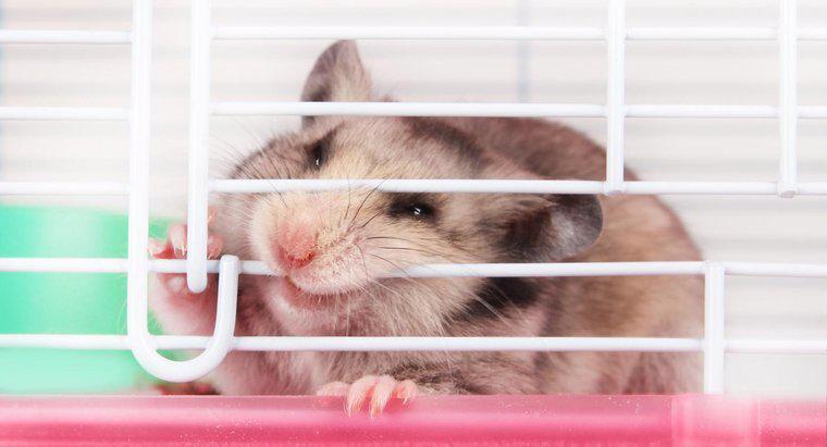 As picadas de hamster são perigosas para as pessoas?