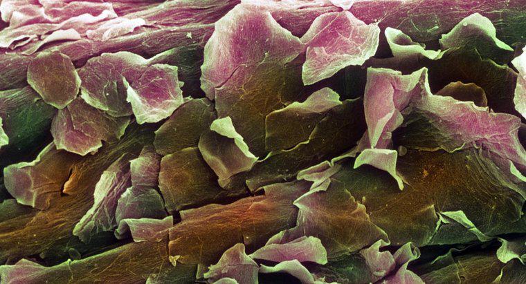 Qual é a função da camada de células da derme?