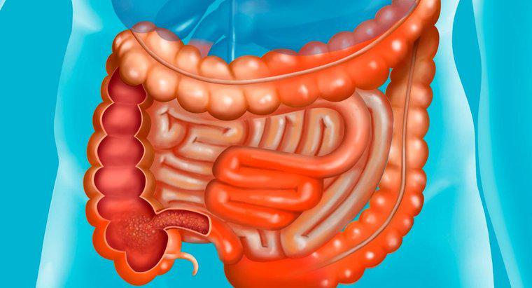 Quais são os nomes das partes do intestino delgado?