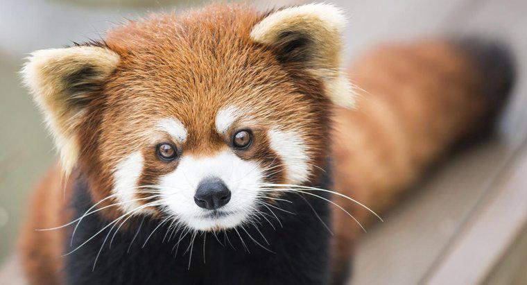 Quais são alguns fatos sobre os pandas vermelhos?