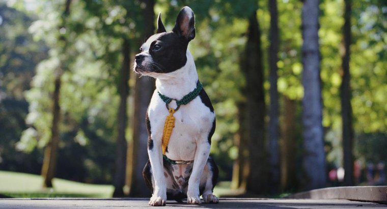 Qual é a aparência de um Boston Terrier e Bulldog Mix?