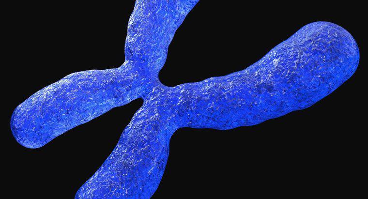 Por que os cromossomos são importantes?
