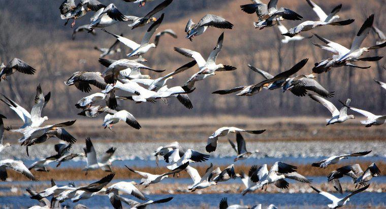 Quais pássaros migram no inverno?