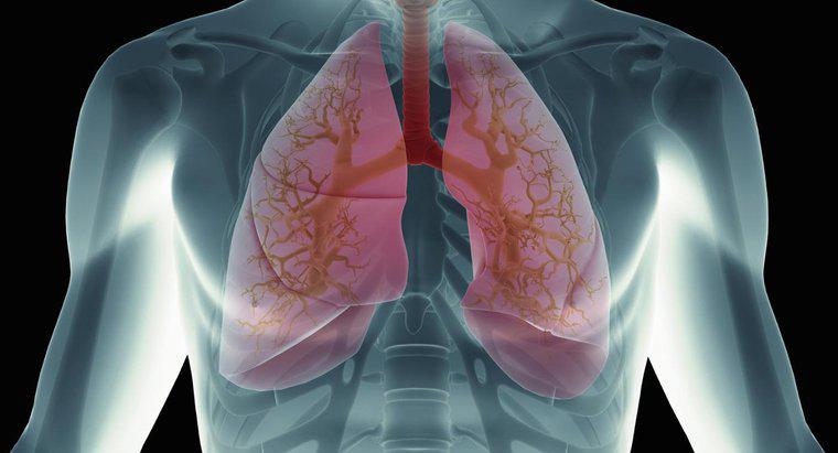 O que acontece quando o sangue atinge os pulmões?