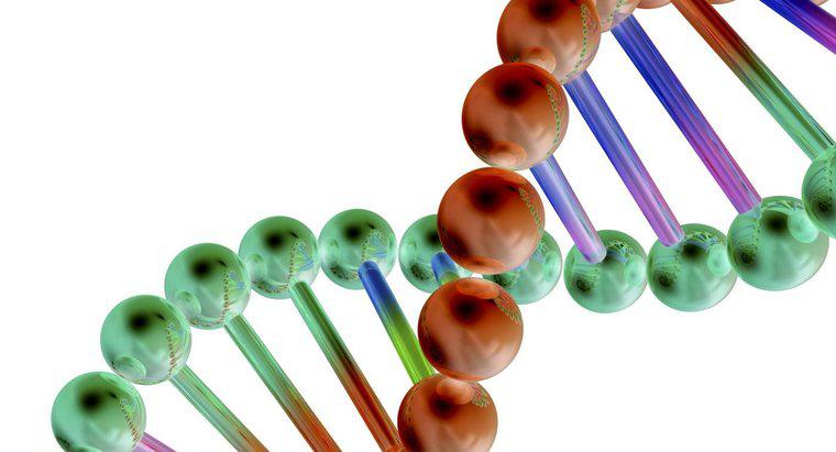 Como os genes estão relacionados ao DNA?