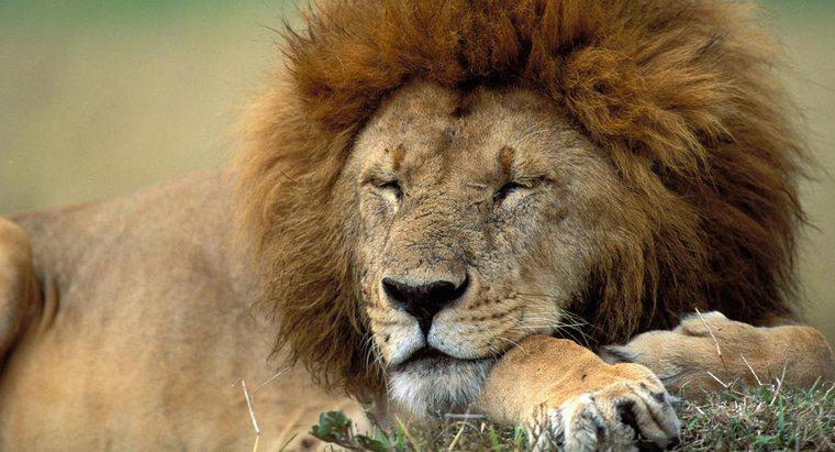 O que é o habitat natural de um leão?