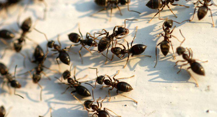 Como faço para me livrar das formigas pretas grandes?
