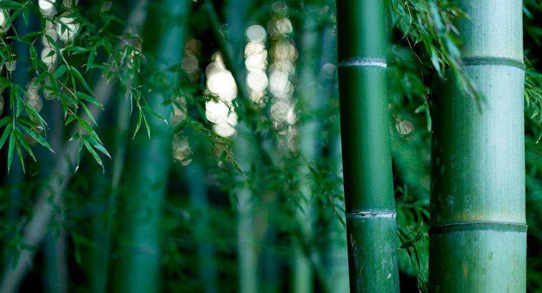 Quanto tempo leva para crescer o bambu?