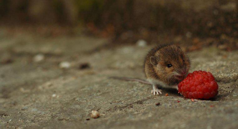 Os ratos são carnívoros ou herbívoros?