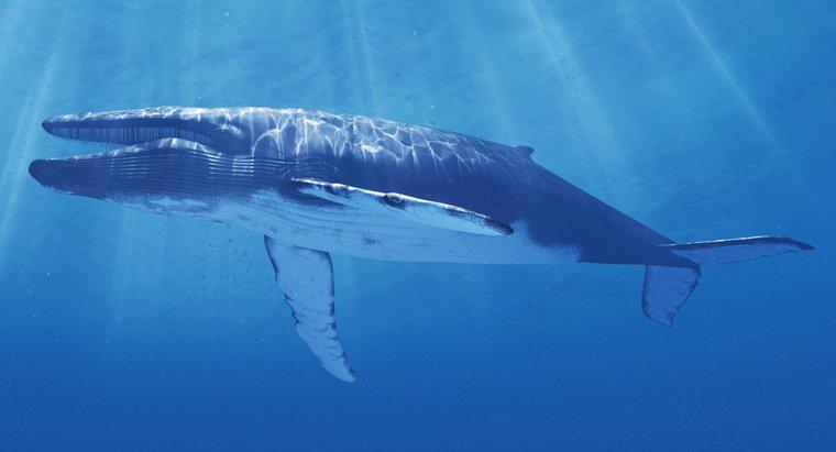 O que está sendo feito para proteger a baleia azul da extinção?