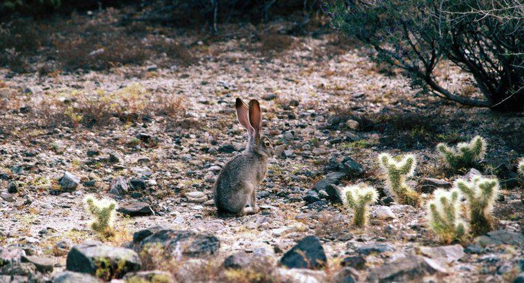 Como os coelhos sobrevivem no deserto?